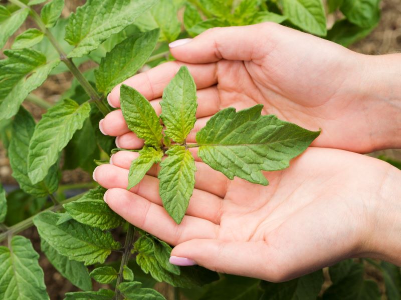 woman holding plant her hands