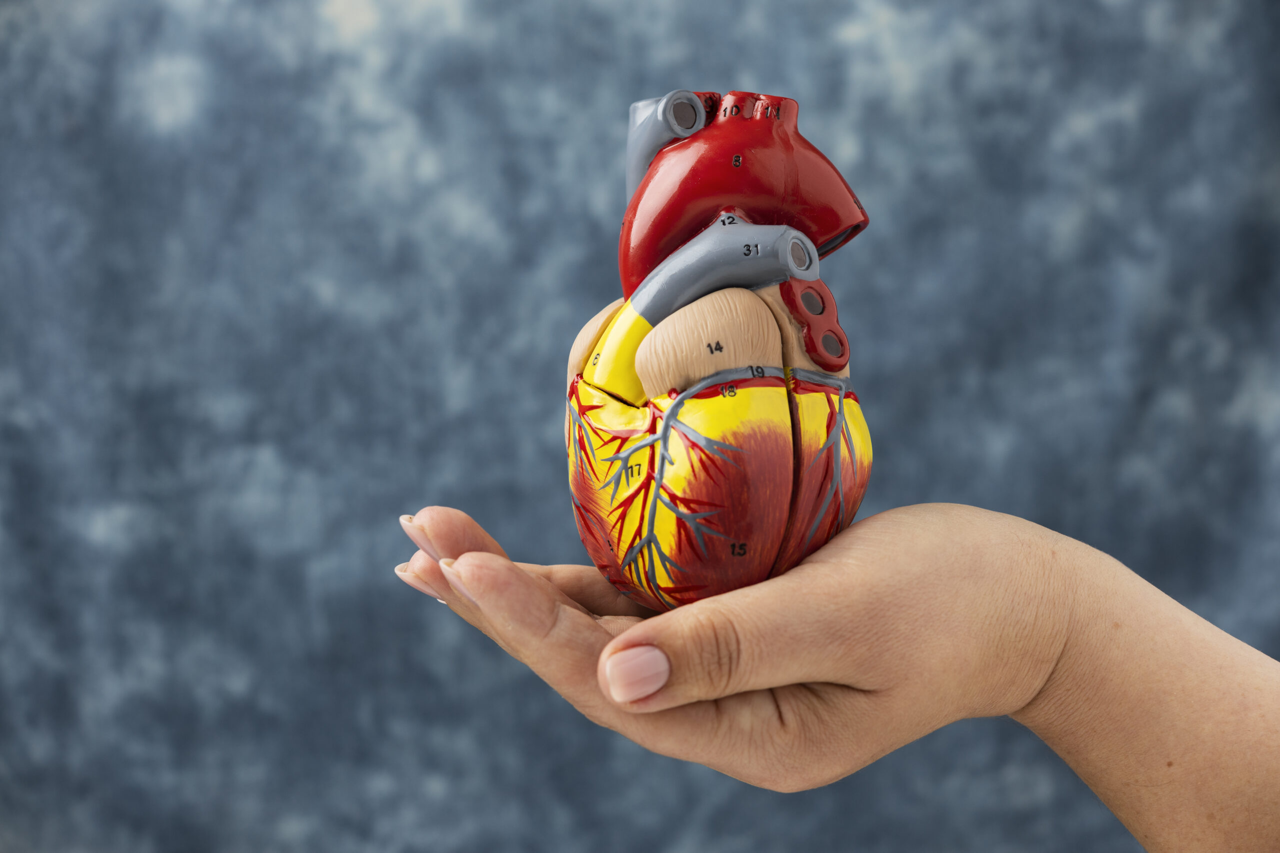 person holding anatomic heart model educational purpose scaled